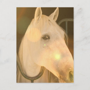 Cartão Postal Cartão-postal Andaluz Americano