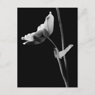 Cartão Postal Cartão-Postal Anemone B&W