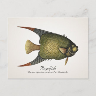 Cartão Postal Cartão-postal Angelfish - Estilo II