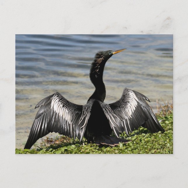 Cartão Postal Cartão-postal Anhinga Bird (Frente)