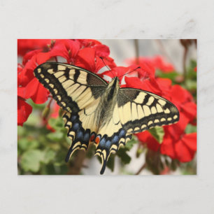 Cartão Postal Cartão-postal Anise Swallowtail