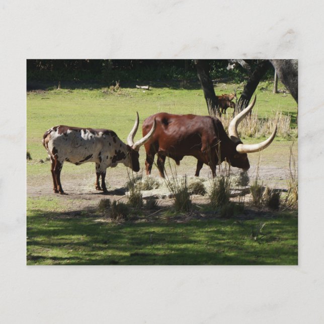 Cartão Postal Cartão-postal Ankole Cattle (Frente)