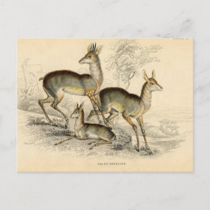 Cartão Postal Cartão-postal Antelope