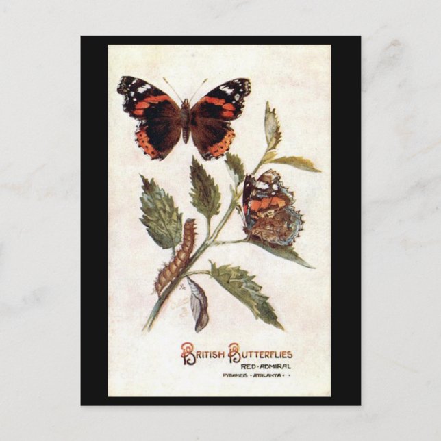 Cartão Postal Cartão-postal antigo - Almirante Vermelho (Frente)