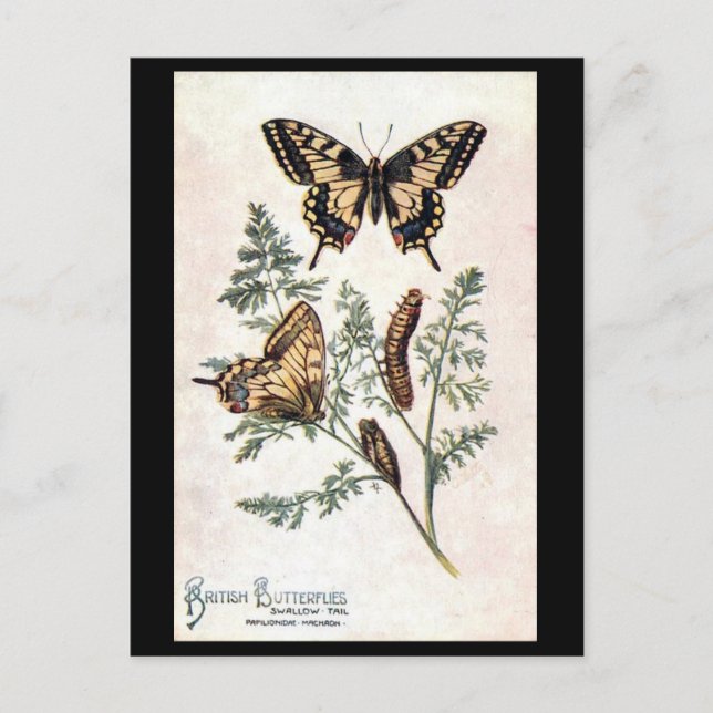 Cartão Postal Cartão-postal antigo - Cauda de Engolir (Frente)