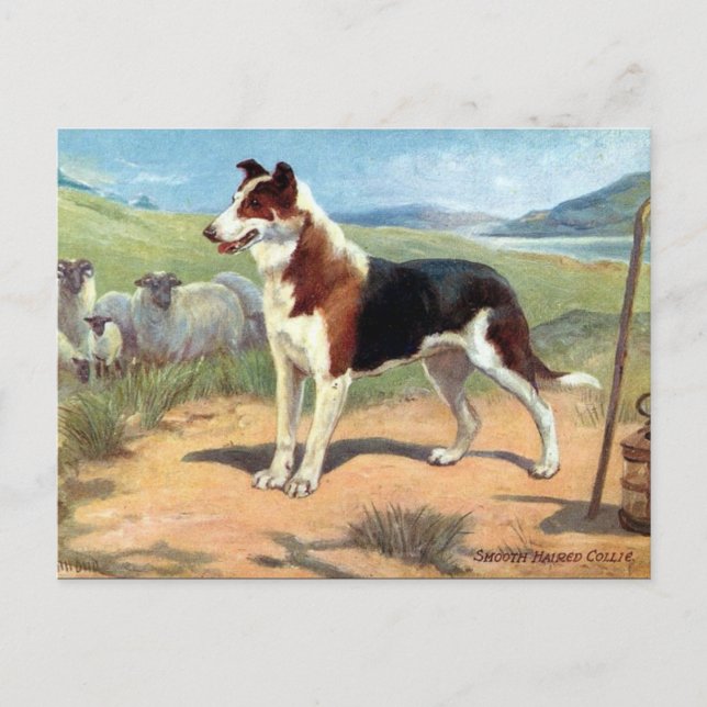 Cartão Postal Cartão-postal antigo - Collie Suave (Frente)
