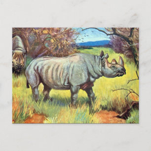 Cartão Postal Cartão-postal antigo - Rinoceronte