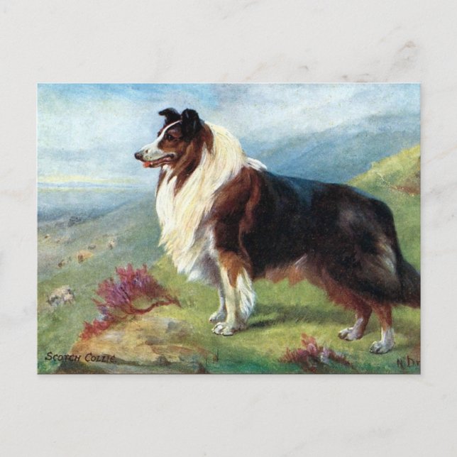 Cartão Postal Cartão-postal antigo - Scotch Collie (Frente)