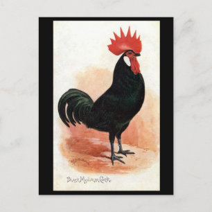 Cartão Postal Cartão-Postal Antigo - Um Choque Minorca Preto