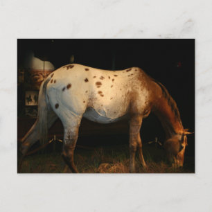 Cartão Postal Cartão-postal Appaloosa