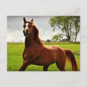 Cartão Postal Cartão-postal 'Arabian Dreamz'