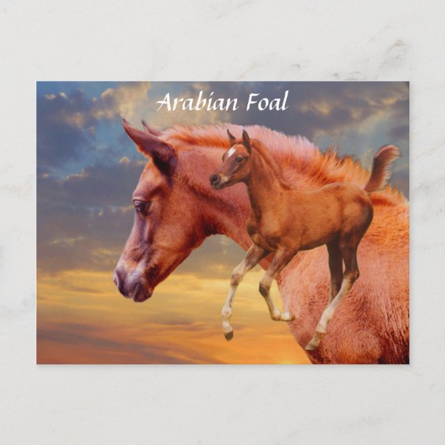 Cartão Postal Cartão-postal Arabian Foal Sunset (Frente)
