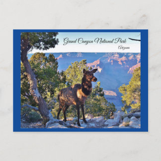 Cartão Postal Cartão-postal, Arizona, Grand Canyon, Elk