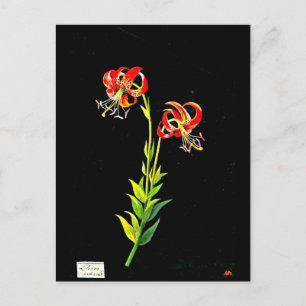 Cartão Postal Cartão-postal-Arte Botânica, Mary Delany 12