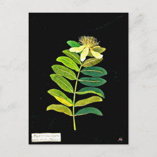 Cartão Postal Cartão-postal-Arte Botânica, Mary Delany 13