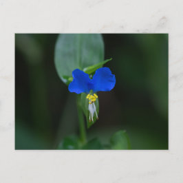 Cartão Postal Cartão-postal Asiático de Dayflower Azul