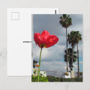 Cartão Postal Cartão-postal - Aspirações Poppy