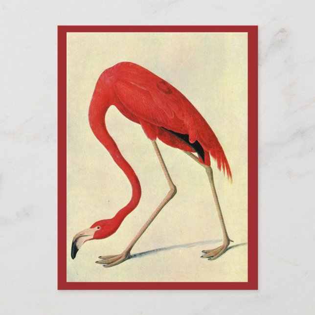 Cartão Postal Cartão-postal Audubon Flamingo (Frente)