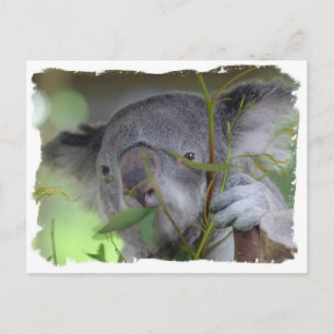 Cartão Postal Cartão-postal australiano Koala