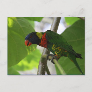 Cartão Postal Cartão-postal australiano Rainbow Lorikeet