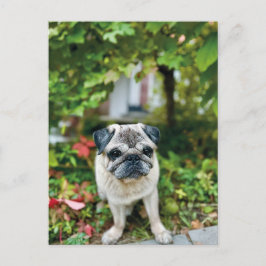 Cartão Postal Cartão-postal Autumn Cute