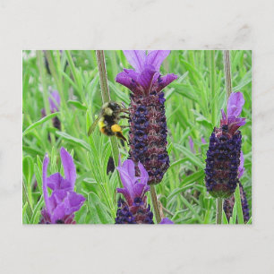 Cartão Postal Cartão-postal Aware da Bee