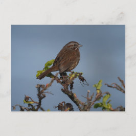 Cartão Postal Cartão-postal Azul-Céu-Sparrow