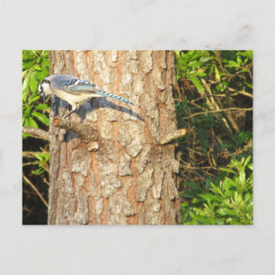 Cartão Postal Cartão-postal azul curioso