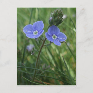 Cartão Postal Cartão-postal Azul Flores