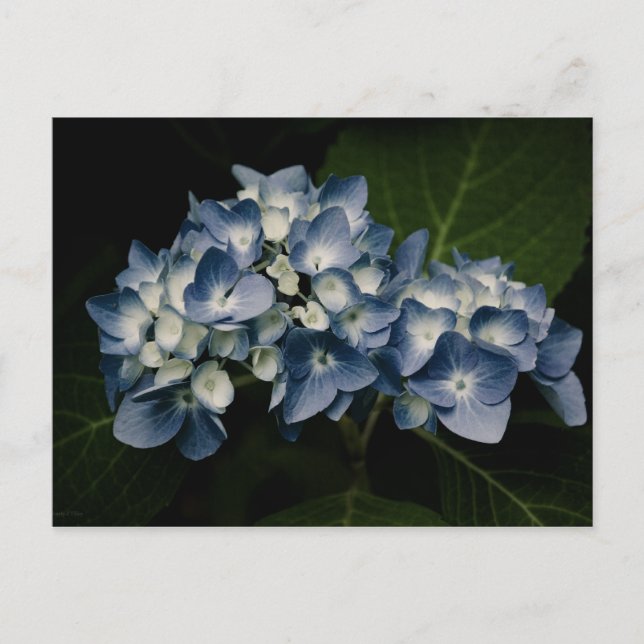 Cartão Postal Cartão-postal Azul Hydrangea 8514 (Frente)