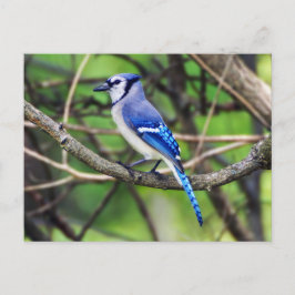 Cartão Postal Cartão-postal azul-jay