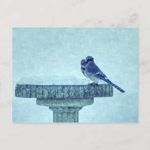 Cartão Postal Cartão-postal azul para alimentação de inverno