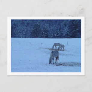 Cartão Postal Cartão-postal azul para cavalos de inverno