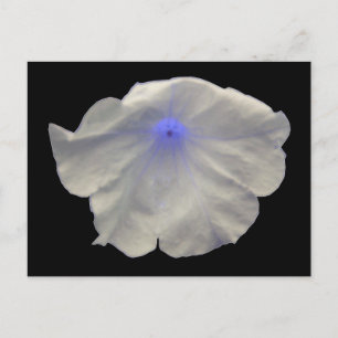 Cartão Postal Cartão-postal azul Petunia