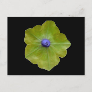 Cartão Postal Cartão-postal azul Petunia Green