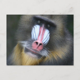Cartão Postal Cartão-postal Baboon