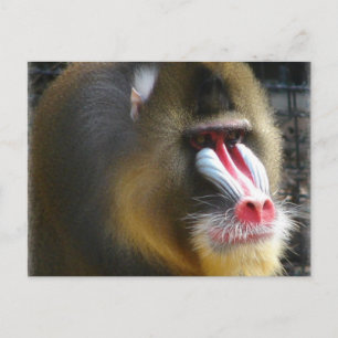 Cartão Postal Cartão-postal Baboon
