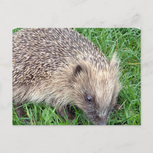 Cartão Postal Cartão-postal Baby Hedgehog