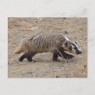 Cartão Postal Cartão-postal Badger Walking