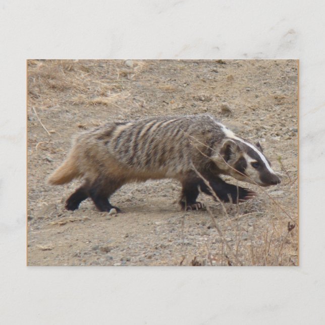 Cartão Postal Cartão-postal Badger Walking (Frente)