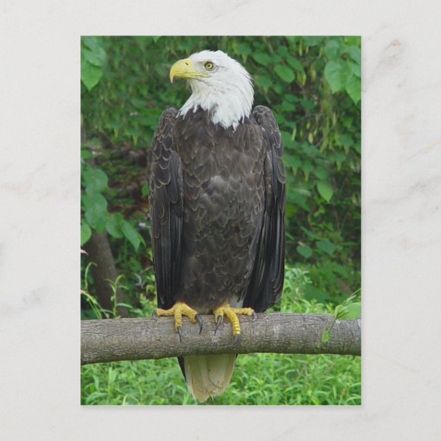 Cartão Postal Cartão-postal Bald Eagle (Frente)