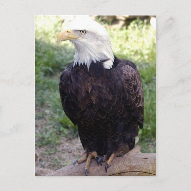 Cartão Postal Cartão-postal Bald Eagle 4x6 (Frente)