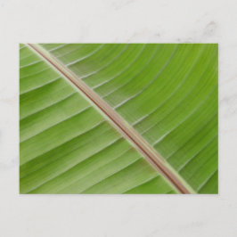 Cartão Postal Cartão-postal Banana Leaf