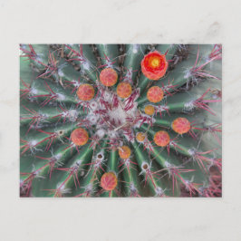 Cartão Postal Cartão-postal Barrel Cactus (Arizona)