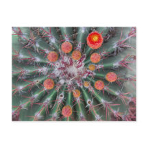 Cartão-postal Barrel Cactus (Arizona)