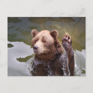 Cartão Postal Cartão-postal Bathing Brown Bear