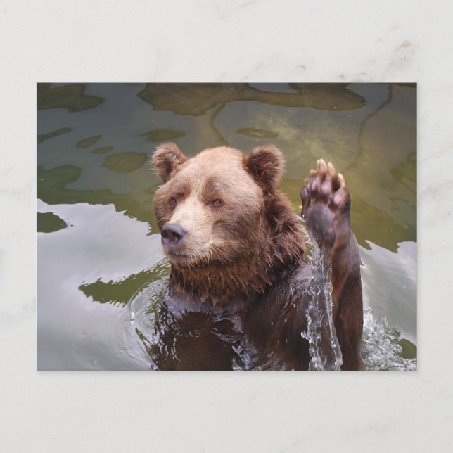Cartão Postal Cartão-postal Bathing Brown Bear (Frente)