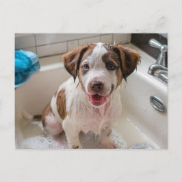 Cartão Postal Cartão-postal Bathtime Puppy no Sink