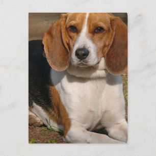Cartão Postal Cartão-postal Beagle Hound