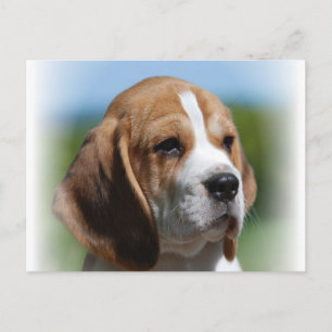 Cartão Postal Cartão-postal Beagle Puppy